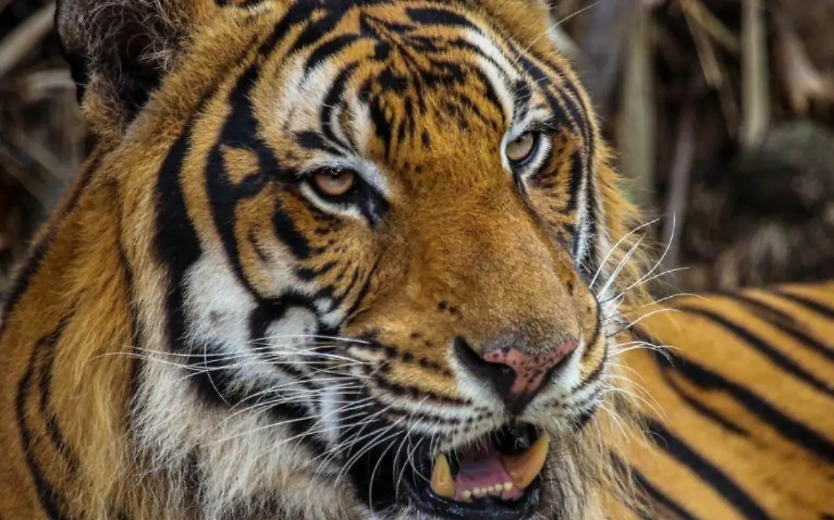Capturan a tigre suelto en Salinas Victoria
