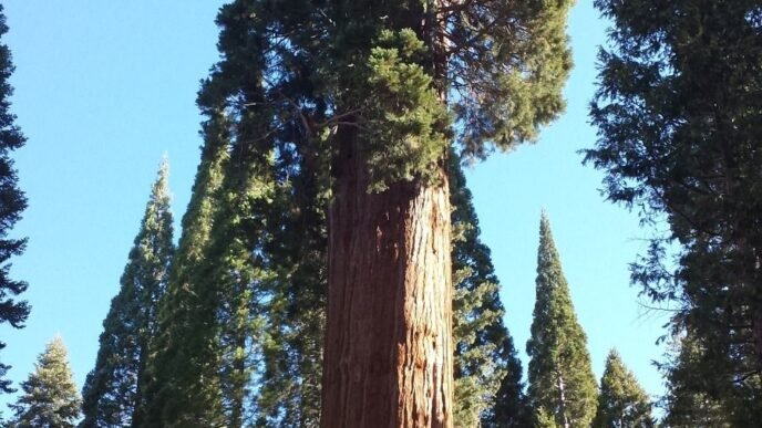 Descubren cómo sobreviven los árboles gigantes en climas secos