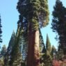 Descubren cómo sobreviven los árboles gigantes en climas secos